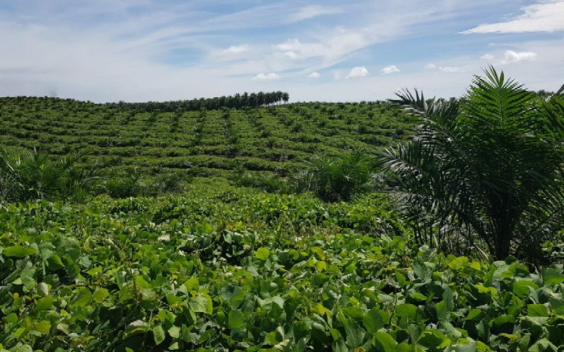  Sawit Riau Meroket, Harga CPO Asian Agri hingga Sinar Mas Group Alami Kenaikan