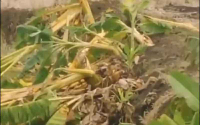 Tangkapan layar video puluhan pohon pisang di Lamongan, Jawa Timur, jadi korban konten 'Salam dari Binjai' yang dibuat oleh 9 anak-anak