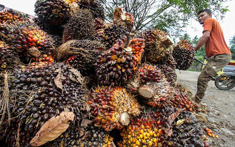  Harga Tandan Buah Segar (TBS) Kelapa Sawit di Aceh Alami Kenaikan