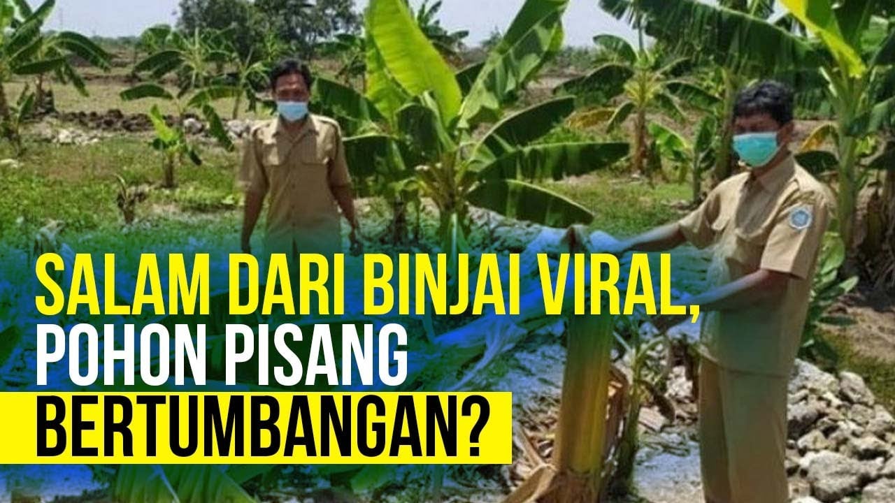  Viral Salam dari Binjai, Apa Itu?