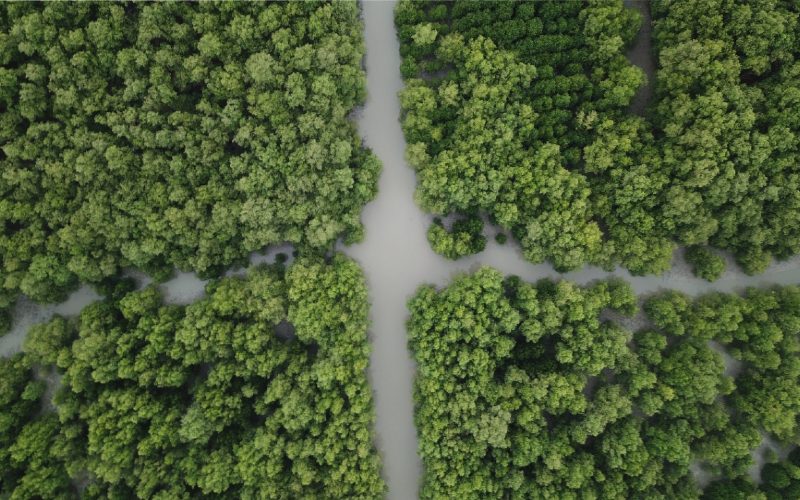  Jatim Targetkan Pemulihan Hutan Mangrove 34.000 Hektare