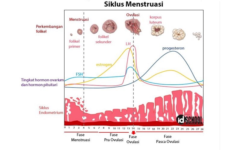 Pahami Pentingnya Fase Folikuler Bagi Wanita Yang Program Hamil