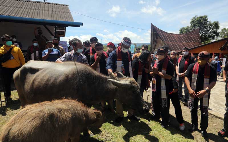  Pemberian Sepasang Kerbau di Desa Huta Tinggi Oleh Menteri Sandiaga, Ekonomi Mandiri, Indonesia Bangkit