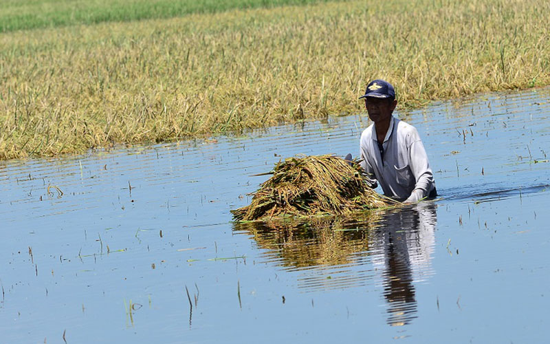  Puluhan Hektare Sawah di Dua Kecamatan Cianjur Terendam Banjir