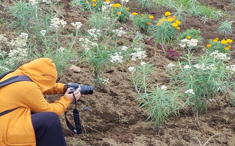 Seorang wisatawan asyik mendokumentasikan keindahan bunga edelweiss di Desa Wisata Edelweiss Wonokitri, Kec. Tosari, Kab. Pasuruan, Minggu (7/11/2021)./Bisnis-Choirul Anam