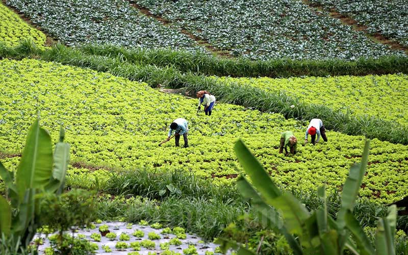  Kementan Pastikan Stock Makanan Untuk Dua Tahun Kedepan Aman