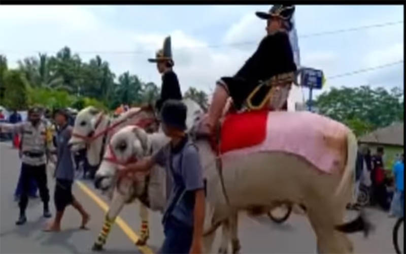  Gegara Ikut Kirab, Anak Bupati Sleman Jatuh dan Terinjak Sapi