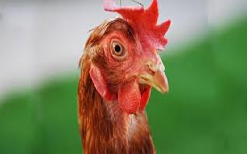  Jengger Ayam, Makanan Favorit di Prancis dan Italia