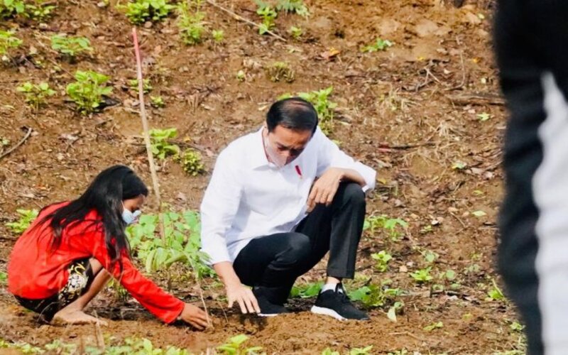 Presiden Jokowi Menanam Pohon di Hutan Gunung Pepe 