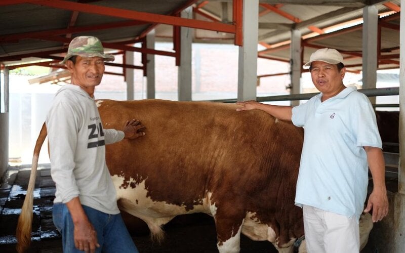  Pacu Produksi Daging Sapi, Lemooin Bermitra dengan 200 Peternak 