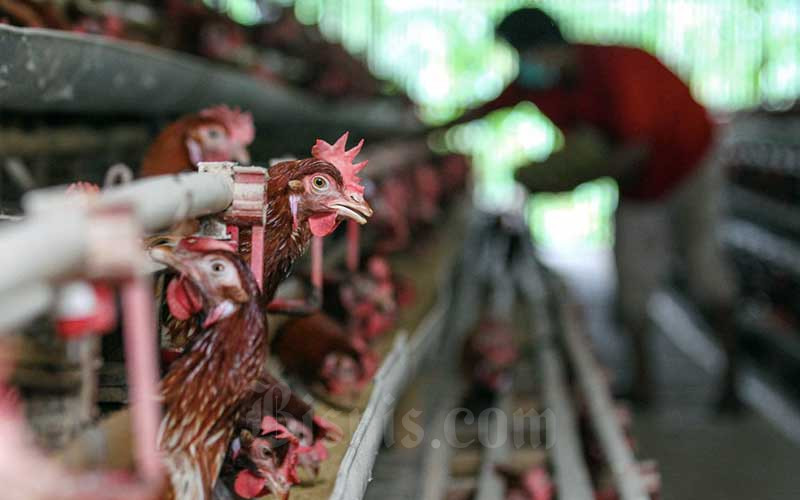  Biaya Produksi Telur Ayam Meningkat, Kemendag Akan Lakukan Penyesuaian Harga Telur