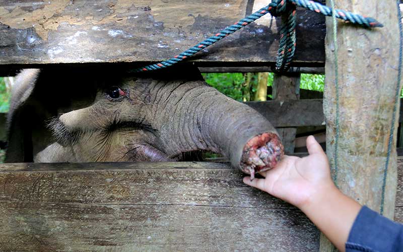  Pemulihan Anak Gajah Liar di Aceh Yang Terkena Jerat