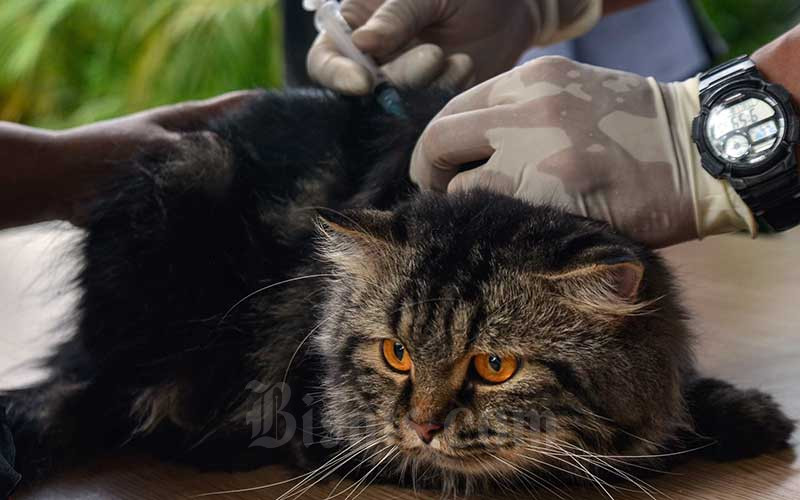  KPKP Jakarta Selatan Berikan Vaksin Rabies Gratis Untuk Binatang Peliharaan Warga