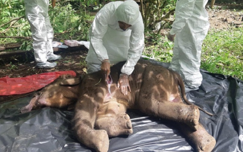  Kasus Bayi Gajah Mati Akibat Jerat Kembali Terulang, Bukti Konservasi di Aceh Gagal