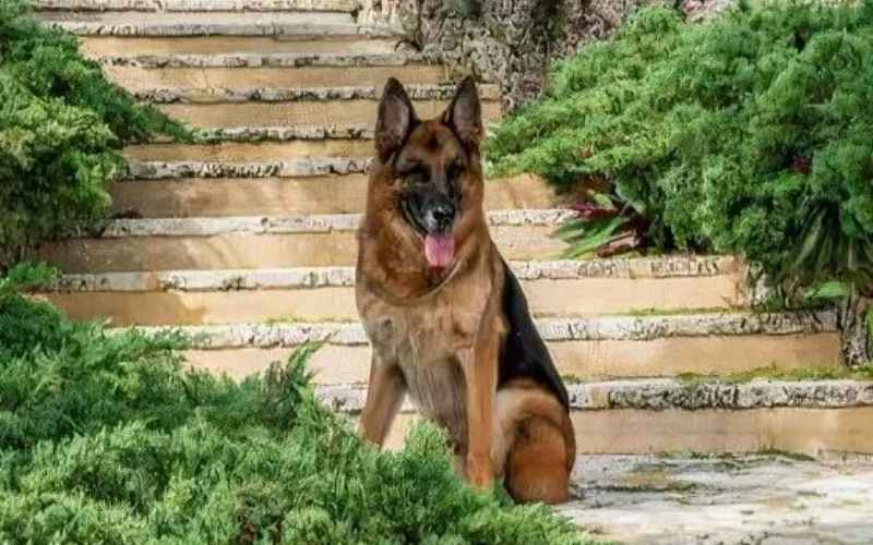  Mengenal Gunther IV, Anjing Paling Kaya di Dunia yang Tinggal di Rumah Mewah Madonna