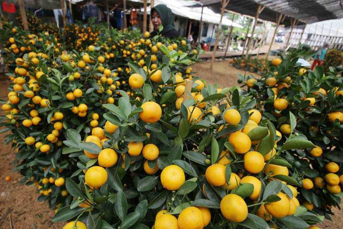  Selain Wortel, 5 Makanan Ini Juga Bisa Bikin Mata Sehat