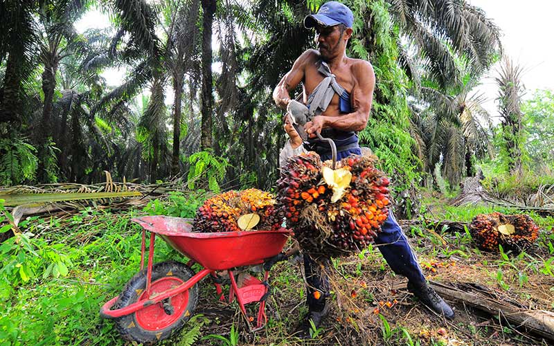Pekerja memuat tandan buah segar (TBS) kelapa sawit, di Petajen, Batanghari, Jambi, Jumat (11/12/2020). /Antara Foto-Wahdi Septiawan