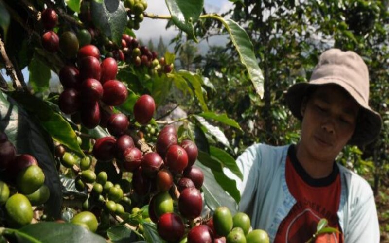  Petani Kopi Pasuruan Diminta Tingkatkan Pengolahan Seusai Panen