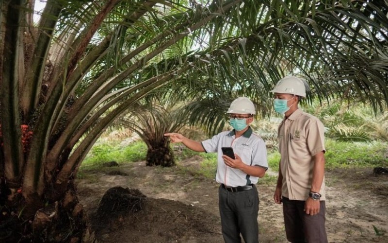  Terapkan Praktik Sawit Berkelanjutan, Apical Naik ke Peringkat 2 SPOTT 2021