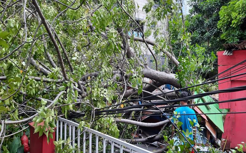  Bruk! Angin Kencang Robohkan Pohon Di Tanah Abang, 1 Orang Luka 