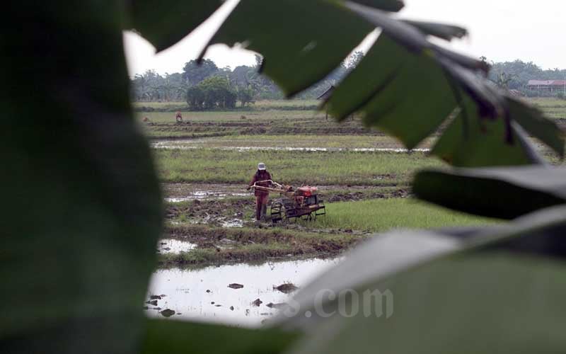  BPS Catat Kenaikan Nilai Tukar Petani Sebersar 0,88 Persen Pada Oktober 2021