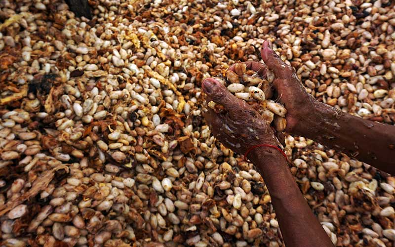  Petani di Mamuju Sulbar Mengolah Biji Kakao Dengan Fermentasi Untuk di Ekspor