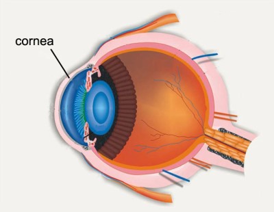 Terapi Cahaya Merah dapat Meningkatkan Penglihatan yang Menurun Akibat Usia