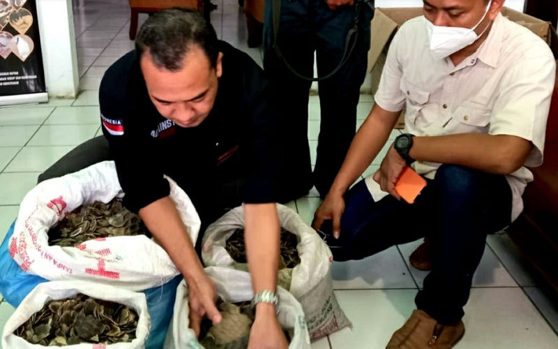  Sumatra Tidak Lagi Aman Bagi Spesies Trenggiling