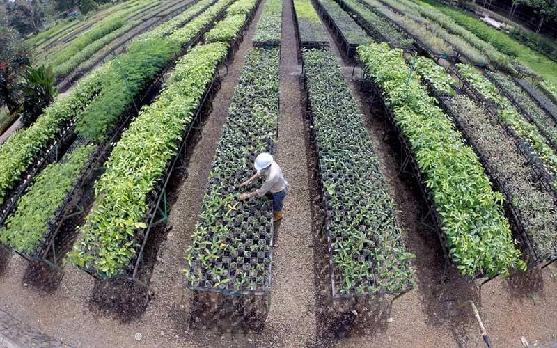  PT Vale Indonesia Tbk. Lakukan Pembibitan Pohon Endemik Yang Nantinya Ditanam Dilokasi Pasca Tambang