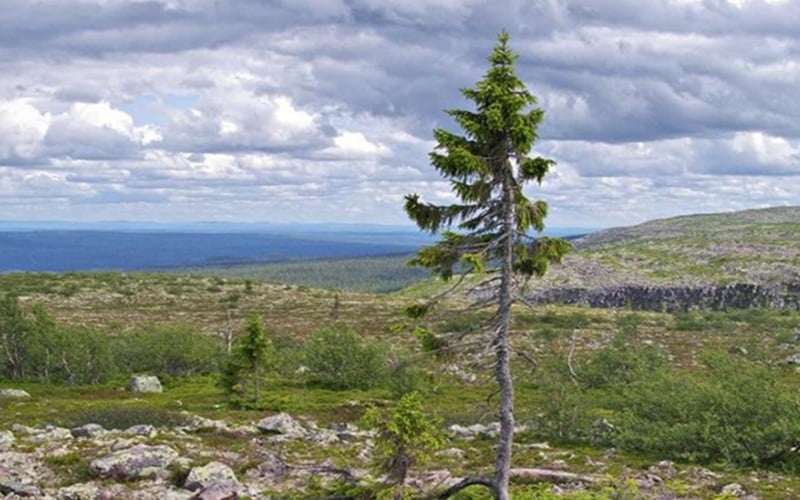 Ini Dia 6 Pohon Tertua di Dunia, Ada yang Usianya 9.550 Tahun