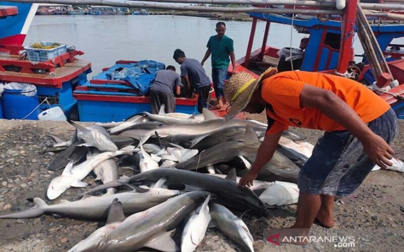  Tangkapan Hiu Nelayan Aceh Timur Hanya 700 Kilogram