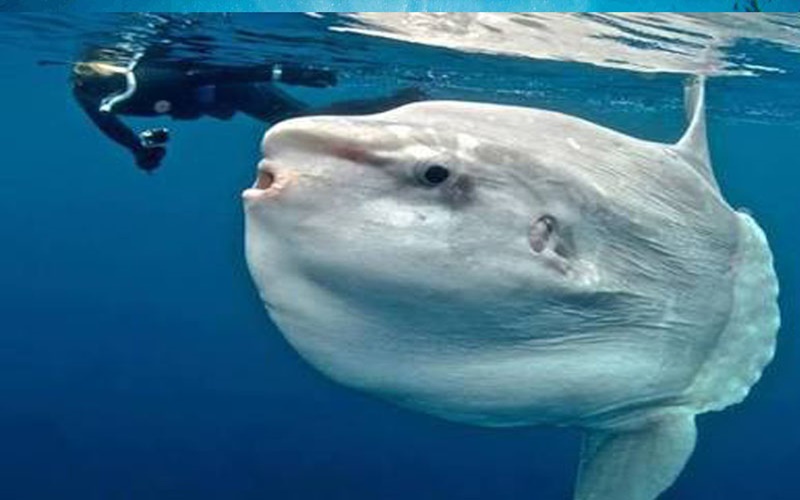 Sensasi Menyelam dengan Raksasa Mola Mola di Crystal Bay Nusa Penida