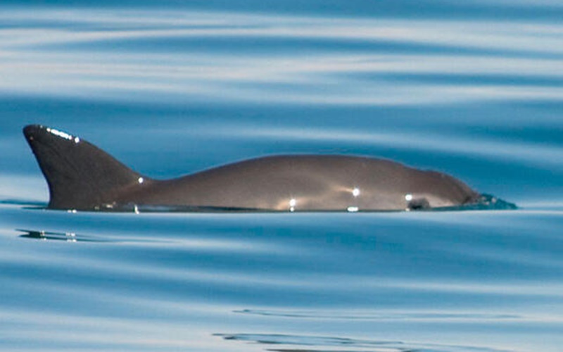  Vaquita, Hewan yang Hampir Punah, Hanya Tersisa 10 di Bumi 