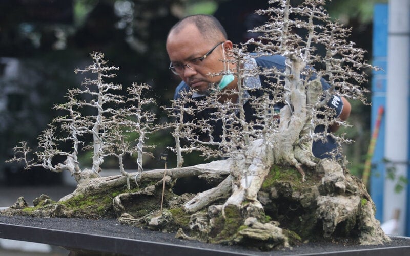  Kediri Dorong Budi Daya Bonsai Diperluas