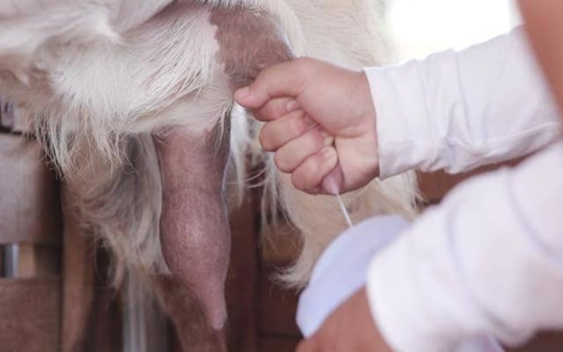  Meraup Untung dari Bisnis Susu Kambing di Masa Pandemi