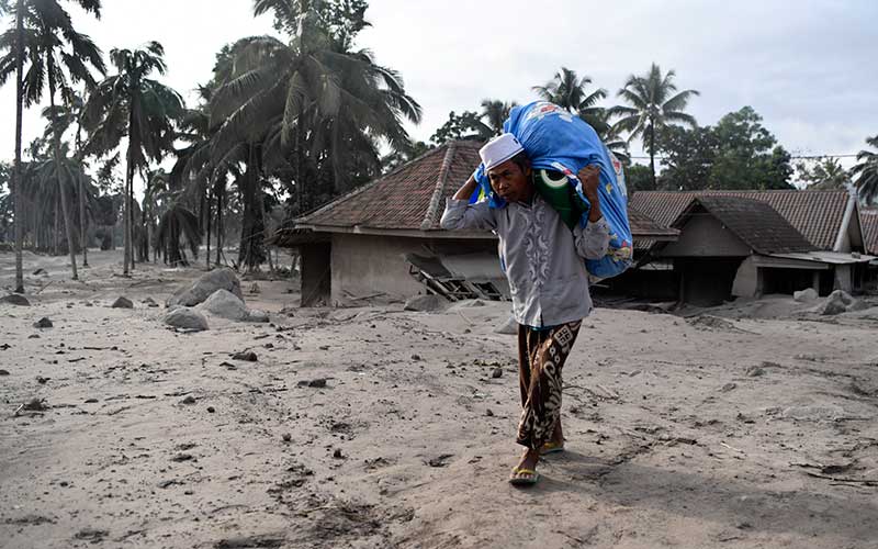 Ribuan Hektare Pertanaman Kopi Terdampak Bencana Semeru
