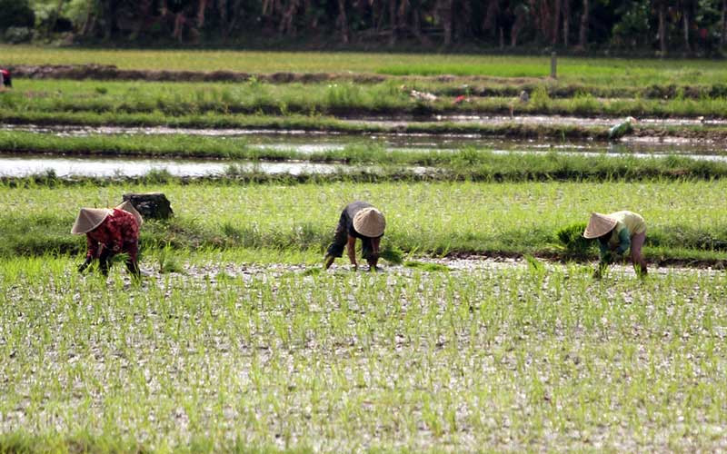  Stok Beras Aman, Indonesia Tidak Akan Melakukan Impor Beras