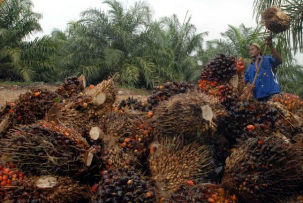  Harga CPO di Jambi Turun Menjadi Rp13.783 per Kilogram