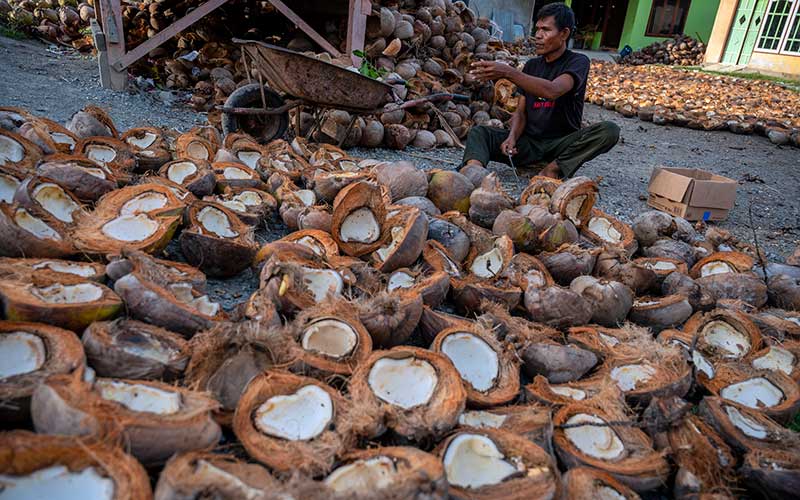  Harga Kembali Naik, Petani Mulai Kembali Mengolah Kelapa Menjadi Kopra