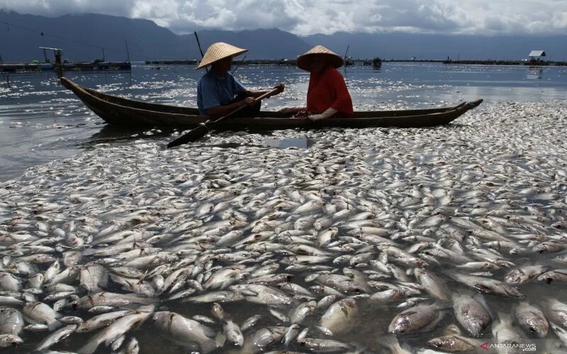  Ratusan Ton Ikan di Danau Maninjau Mati