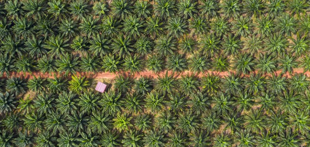 Foto aerial kebun kelapa sawit milik Genting Plantations Bhd. di Johore, Malaysia, Kamis (14/11/2019)./Bloomberg-Joshua Paulrn