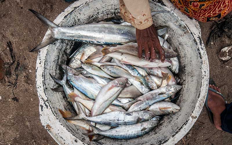 KKP Targetkan Tingkat Konsumsi Ikan Nasional Sebesar 62,05 Kilogram Per Kapita Pada 2024