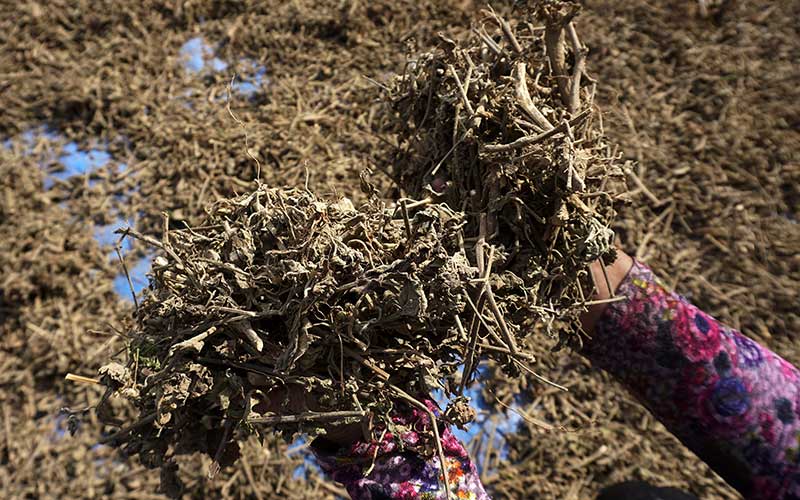  Petani di Sulbar Olah Daun Nilam Menjadi Minyak Bahan Dasar Parfum