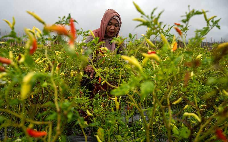  Jelang Natal dan Tahun Baru 2022, Harga Cabai Rawit Merangkak Naik