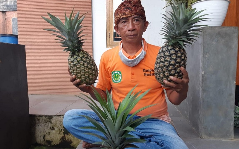  Petani Nanas Subang Hasilkan Cuan Berlimpah Berkat Bantuan Pupuk Kujang