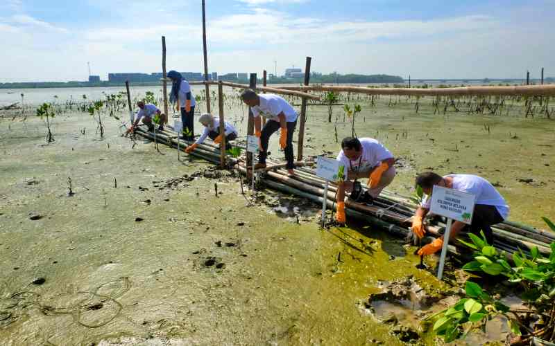  Pelindo Marines & Insan Maritim Berkolaborasi Hijaukan Bakau Romokalisari