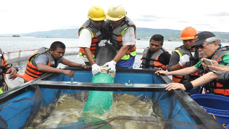  Nilai Bisnis Budi Daya Ikan Melalui KJA di Danau Toba Capai Rp4 Triliun tiap Tahun