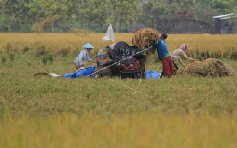 Petani memanen padi di areal sawah desa Pabean udik, Indramayu, Jawa Barat, Sabtu (20/3/2021). /Antara