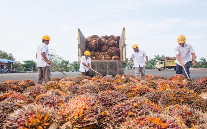  Produksi Naik, Biaya Turun, Holding Perkebunan Untung Sepanjang Tahun