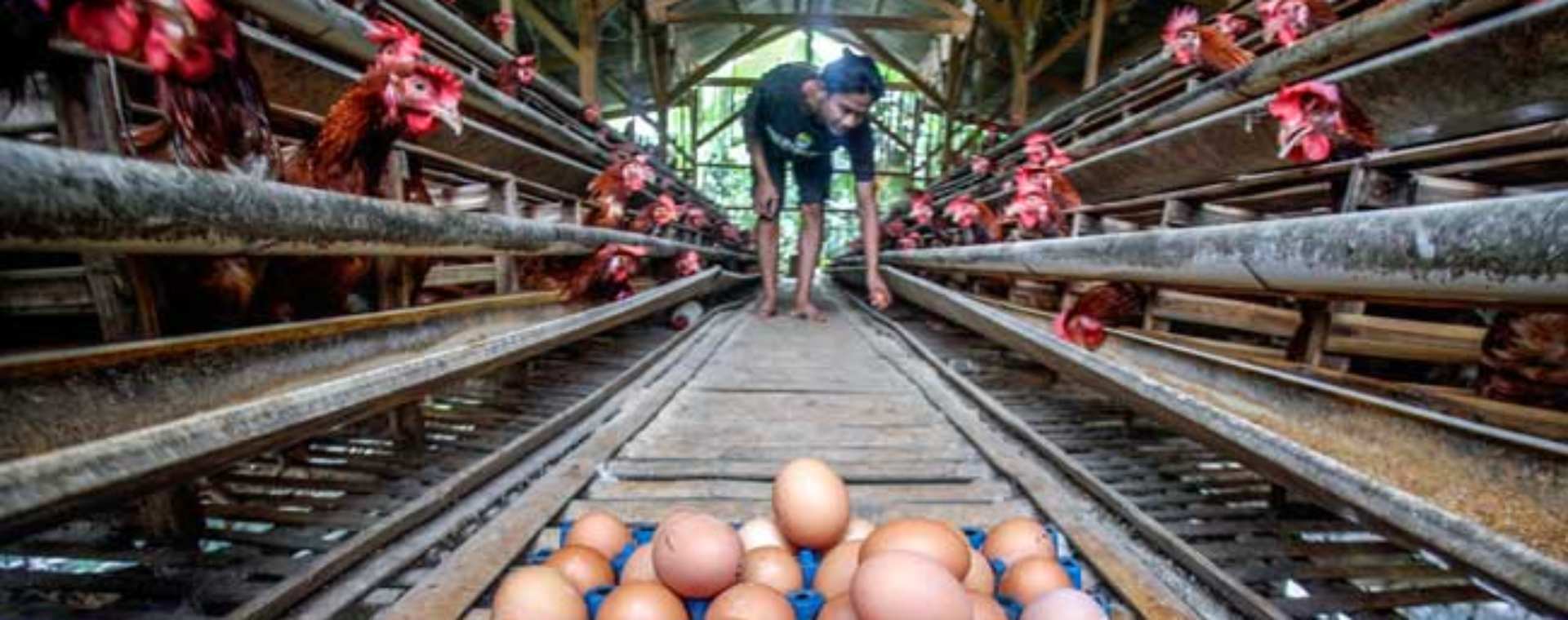 Nasib Emiten Unggas Kala Harga Telur Meroket dan Jagung Langka